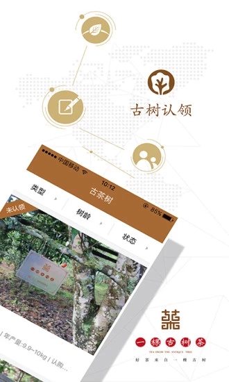 一棵古树茶