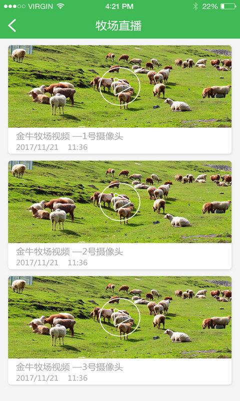 金牛牧场