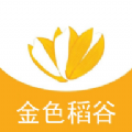 金色稻谷2023